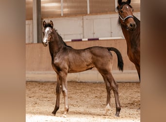 Austrian Warmblood, Mare, Foal (01/2026), 16.2 hh, Black