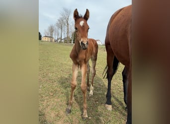 Austrian Warmblood, Mare, Foal (04/2026), 16.2 hh, Brown