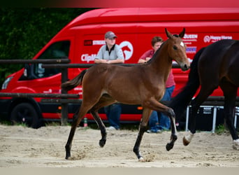 Austrian Warmblood, Mare, Foal (05/2026), 16.2 hh, Brown