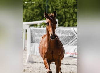 Austrian Warmblood, Mare, Foal (03/2026), 16.2 hh, Brown