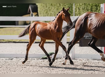 Austrian Warmblood, Mare, Foal (03/2026), 16.2 hh, Brown