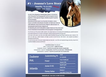 Austrian Warmblood, Mare, Foal (03/2026), 16.2 hh, Chestnut-Red