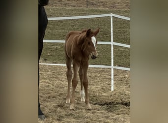 Austrian Warmblood, Mare, Foal (03/2026), 16.2 hh, Chestnut-Red