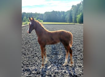Austrian Warmblood, Mare, Foal (04/2026), 16.3 hh, Chestnut