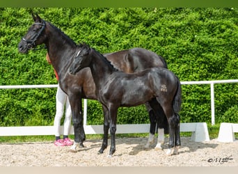 Austrian Warmblood, Mare, Foal (03/2026), 16.3 hh, Grey-Dark-Tan