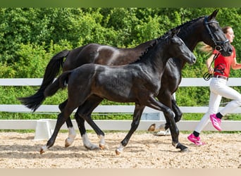 Austrian Warmblood, Mare, Foal (03/2026), 16.3 hh, Grey-Dark-Tan