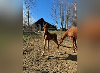 Austrian Warmblood, Mare, Foal (04/2026), 16 hh, Chestnut-Red