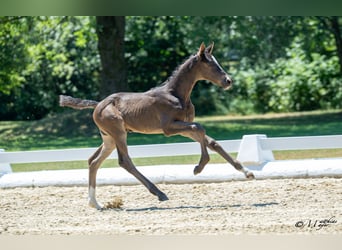 Austrian Warmblood, Mare, Foal (06/2025), 16,1 hh, Bay-Dark