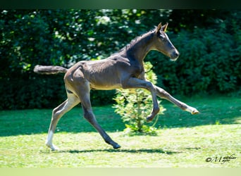 Austrian Warmblood, Mare, Foal (06/2025), 16,1 hh, Bay-Dark