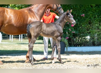 Austrian Warmblood, Mare, Foal (06/2025), 16,1 hh, Bay-Dark