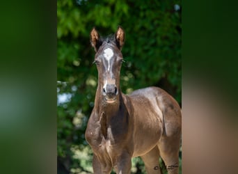 Austrian Warmblood, Mare, Foal (06/2025), 16,1 hh, Bay-Dark