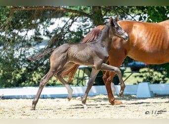 Austrian Warmblood, Mare, Foal (06/2025), 16,1 hh, Bay-Dark