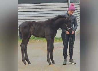 Austrian Warmblood, Mare, Foal (02/2026), 16,2 hh, Black