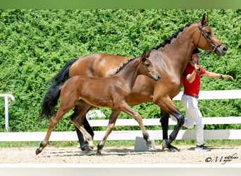 Austrian Warmblood, Mare, Foal (04/2025), 16,2 hh, Brown