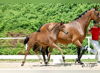 Austrian Warmblood, Mare, Foal (04/2025), 16,2 hh, Brown