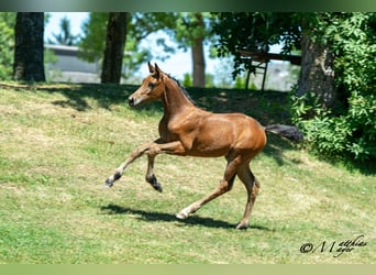 Austrian Warmblood, Mare, Foal (04/2025), 16,2 hh, Brown