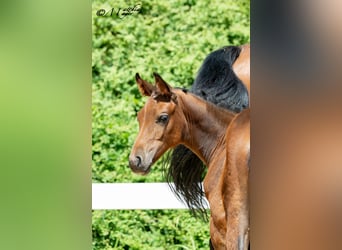 Austrian Warmblood, Mare, Foal (04/2025), 16,2 hh, Brown