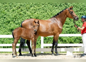 Austrian Warmblood, Mare, Foal (04/2025), 16,2 hh, Brown