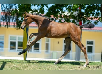 Austrian Warmblood, Mare, Foal (04/2025), 16,2 hh, Brown