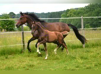 Austrian Warmblood, Mare, , 16,2 hh, Chestnut