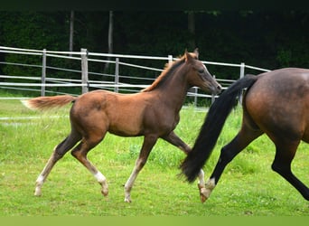 Austrian Warmblood, Mare, , 16,2 hh, Chestnut