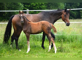 Austrian Warmblood, Mare, , 16,2 hh, Chestnut