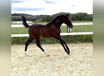 Austrian Warmblood, Mare, , 16,3 hh, Bay-Dark