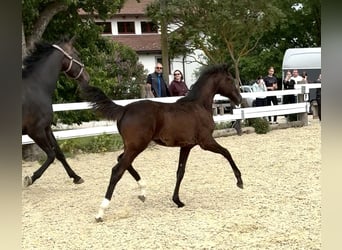 Austrian Warmblood, Mare, , 16,3 hh, Bay-Dark