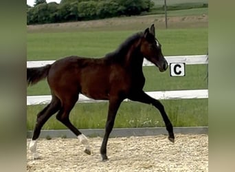 Austrian Warmblood, Mare, , 16,3 hh, Bay-Dark