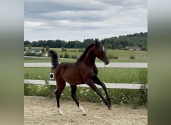Austrian Warmblood, Mare, , 16,3 hh, Bay-Dark