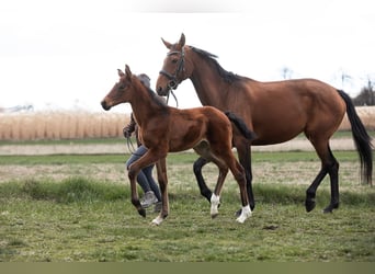 Austrian Warmblood, Mare, , 16,3 hh, Brown