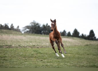 Austrian Warmblood, Mare, , 16,3 hh, Brown