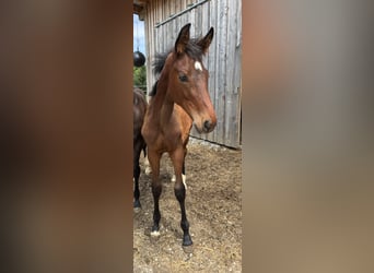 Austrian Warmblood, Mare, , 16,3 hh, Brown