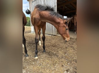 Austrian Warmblood, Mare, , 16,3 hh, Brown