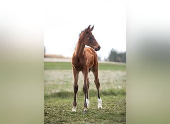Austrian Warmblood, Mare, , 16,3 hh, Brown
