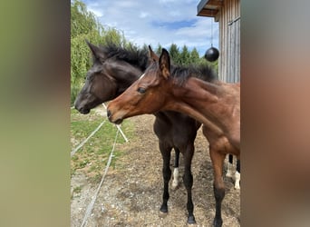 Austrian Warmblood, Mare, , 16,3 hh, Brown