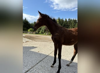 Austrian Warmblood, Mare, , 16,3 hh, Brown