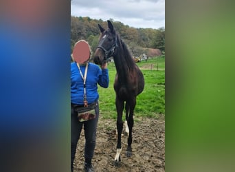 Österreichisches Warmblut, Stute, Fohlen (04/2024), 17,2 hh, Schwarzbrauner