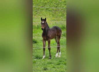 Österreichisches Warmblut, Stute, Fohlen (04/2024), 17,2 hh, Schwarzbrauner