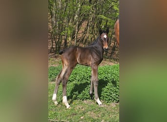 Österreichisches Warmblut, Stute, Fohlen (04/2024), 17,2 hh, Schwarzbrauner