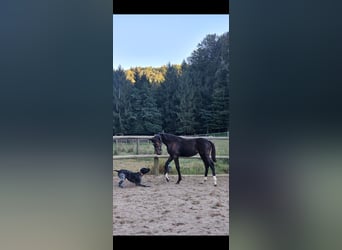 Österreichisches Warmblut, Stute, Fohlen (04/2024), 17,2 hh, Schwarzbrauner