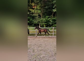 Österreichisches Warmblut, Stute, Fohlen (04/2024), 17,2 hh, Schwarzbrauner