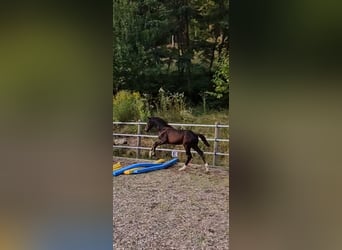 Österreichisches Warmblut, Stute, Fohlen (04/2024), 17,2 hh, Schwarzbrauner