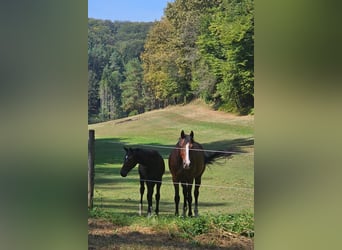 Österreichisches Warmblut, Stute, Fohlen (04/2024), 17,2 hh, Schwarzbrauner