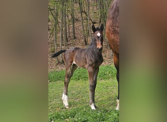 Austrian Warmblood, Mare, Foal (04/2024), 17,2 hh, Smoky-Black