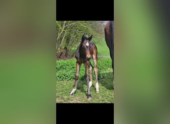 Austrian Warmblood, Mare, Foal (04/2024), 17,2 hh, Smoky-Black