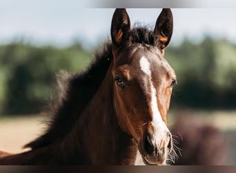 Austrian Warmblood, Mare, Foal (03/2025), Bay-Dark