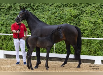 Austrian Warmblood, Mare, Foal (06/2024), Black