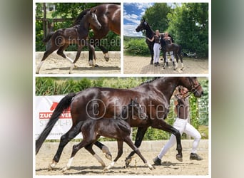 Austrian Warmblood, Mare, Foal (07/2023), Black