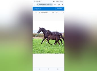 Austrian Warmblood, Mare, Foal (07/2023), Black